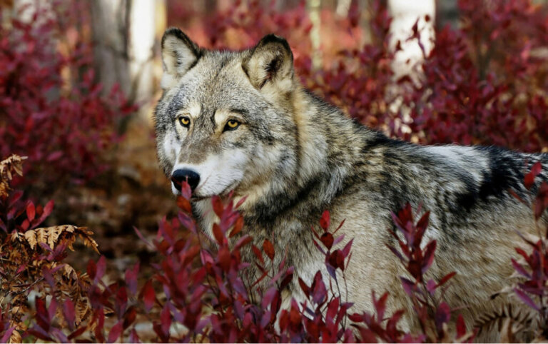 Tratti comportamentali comuni delle specie di lupo