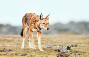 Lupi in pericolo di estinzione: i casi del lupo rosso e del lupo etiope