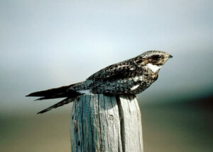 Nacunda nighthawk: habitat e comportamento