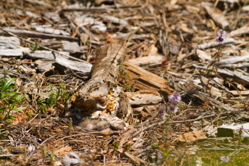 Nacunda nighthawk appollaiato a terra.