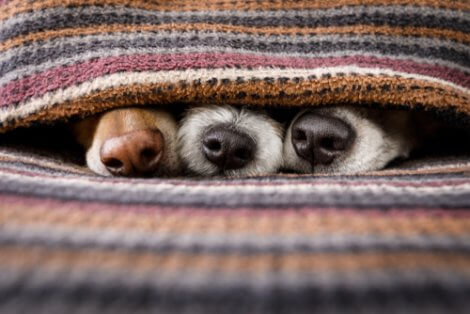 Naso del cane: tre cani nascosti.
