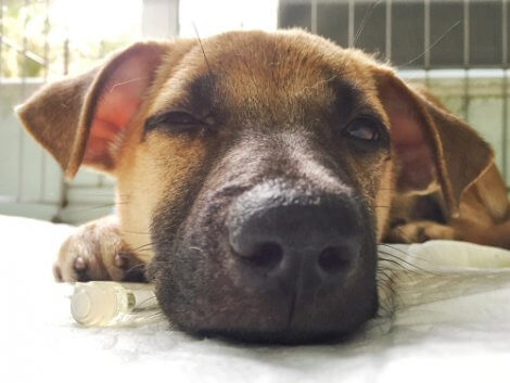 Naso del cane in primo piano.