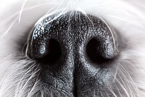 Il naso del cane: 6 curiosità che vi lasceranno a bocca aperta