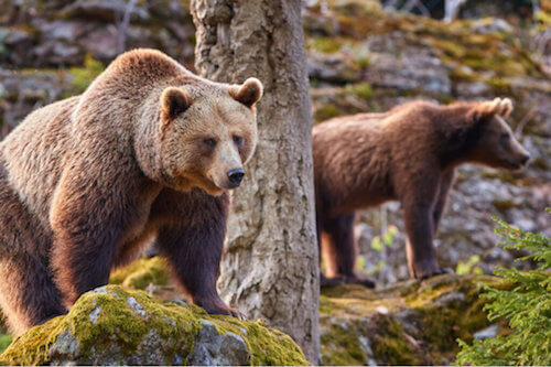 Effetti dei cambiamenti climatici sugli orsi della Cantabria
