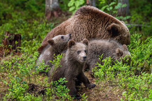 Cuccioli di orso con la madre che foraggiano nel bosco.