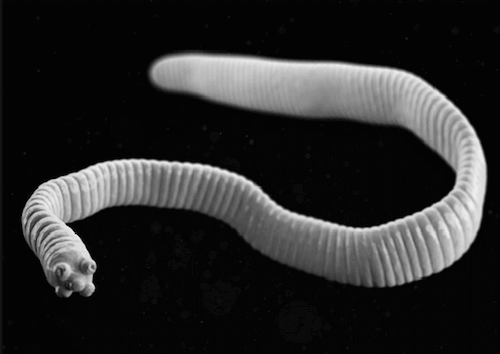 Tenia. Parassiti dell'iguana.