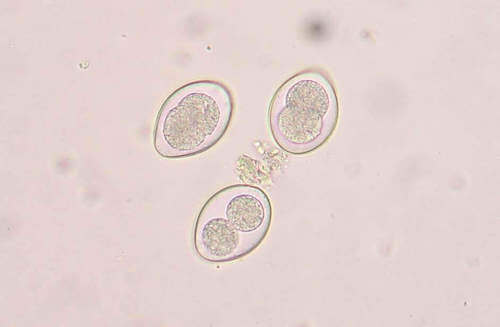 Coccidi al microscopio.