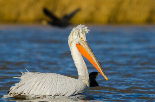 Pelecanus conspicillatus, pellicano.