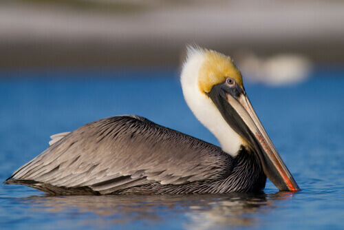 Pelecanus occidentalis sul pelo dell'acqua.