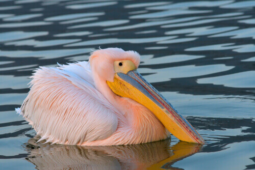 Pelecanus onocrotalus, pellicano con piume rosate.