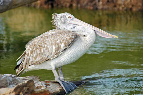 Pelecanus philippensis appollaiato su uno scoglio.