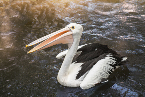 Pellicano che mangia.