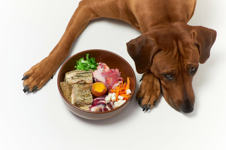 Le diete per problemi renali nei cani: tutto quello che c'è da sapere