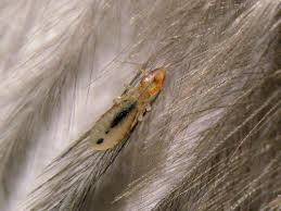 Pidocchio masticatore.