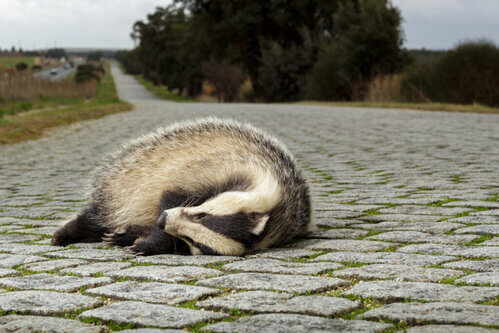 Trappola ecologica: perché è un problema per gli animali?