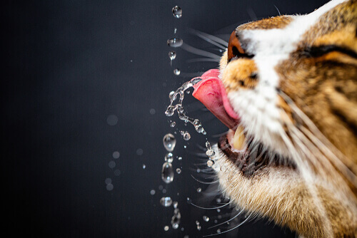 Quanta acqua deve bere il gatto?