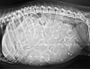 Ciclope: il cane con un occhio e due lingue