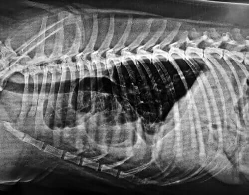 Radiografia dell'apparato cardiovascolare di un cane.