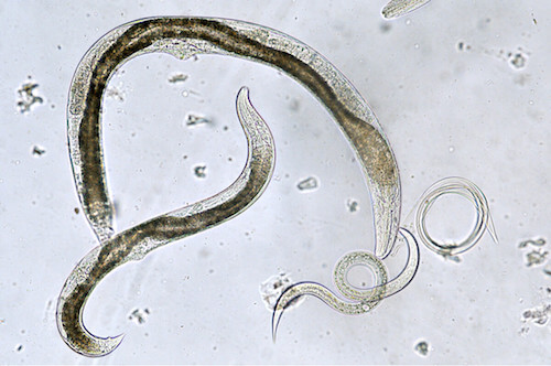 Nematodi al microscopio. Riproduzione dei nematodi al microscopio.