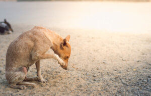 La rogna sarcoptica nei cani: i sintomi