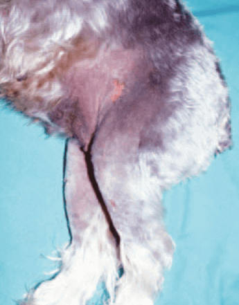 Sindrome dello Schnauzer: Schnauzer con alopecia.