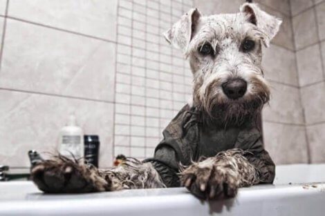 Sindrome dello Schnauzer: cane nella vasca da bagno.