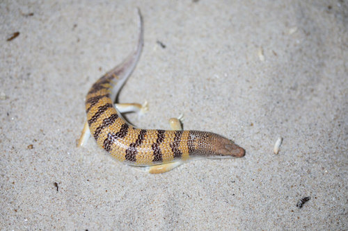 Pesce della sabbia in un terrario.