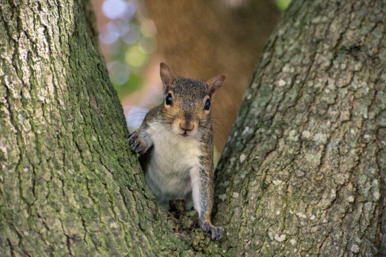 7 curiosità sugli scoiattoli: scopriamole insieme!