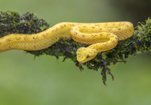 Origine rettili. Serpente giallo.