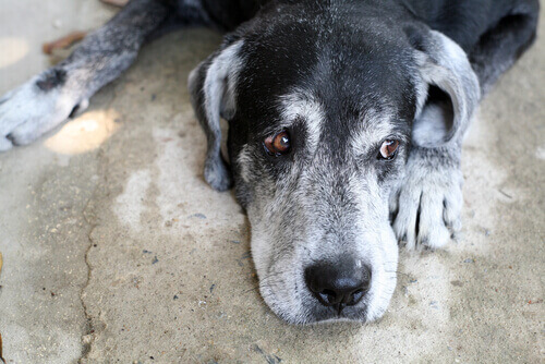 Cane anziano con sindrome da disfunzione cognitiva. Carenza coenzima Q10.