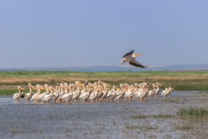 Il pellicano, famoso per il suo grande becco
