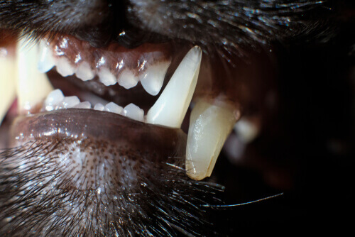 Denti di un gatto con tartaro.