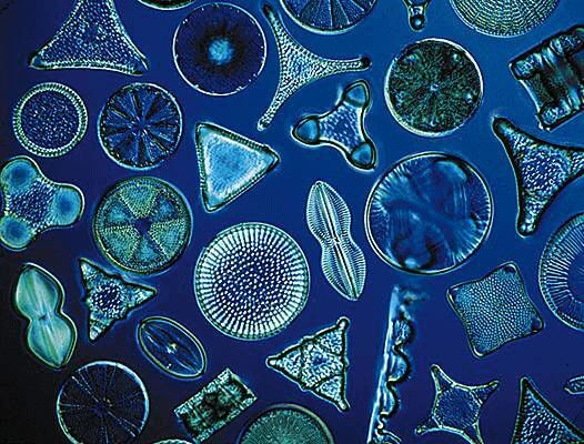 Terra di diatomee e cani: quali sono i suoi effetti?