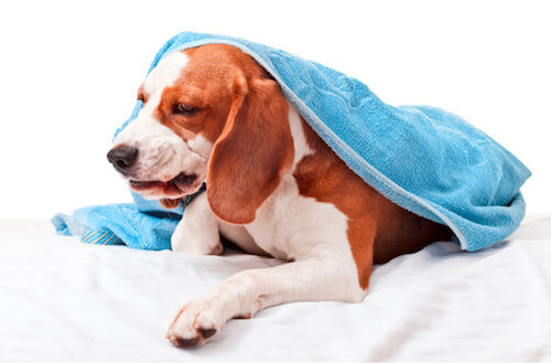 Tracheobronchite infettiva nei cani: cause, sintomi e trattamento
