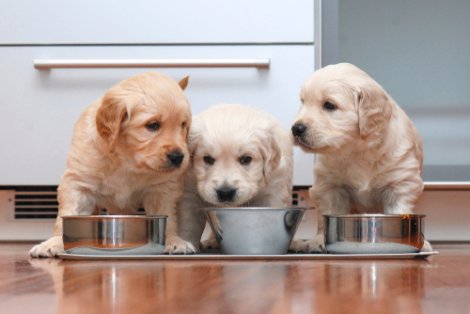 Cibo fuori dalla ciotola: tre cani che mangiano insieme.