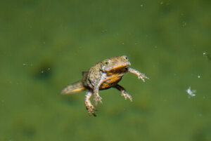 Tritoni: specie e caratteristiche di questi curiosi anfibi