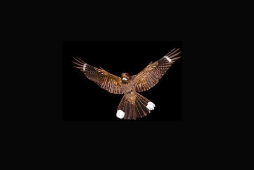 Uccello con le ali spiegate.