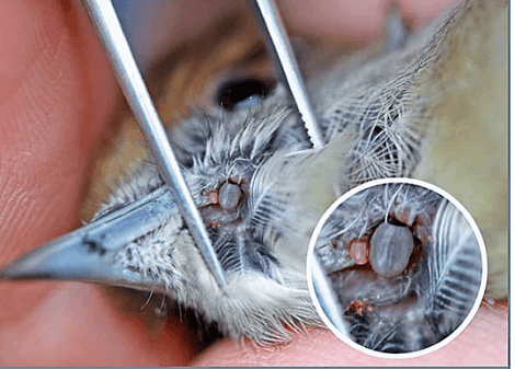 Ectoparassiti dei rapaci: zecche.