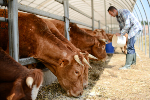 Allevatore che dà da mangiare ai suoi animali.