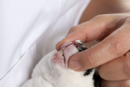 Un veterinario controlla i denti di un coniglio.