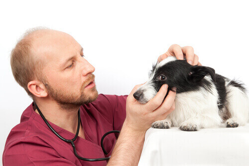 veterinario che esamina un cane.
