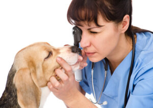 Il trattamento della distichiasi nei cani