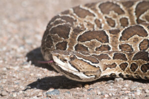 Urutu-cruzeiro: caratteristiche e habitat