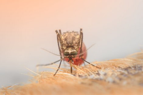 Ectoparassiti dei rapaci: zanzara.