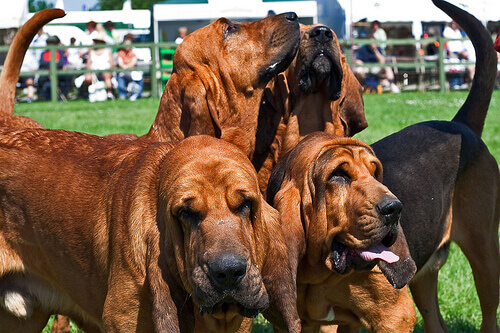 Bloodhounds.