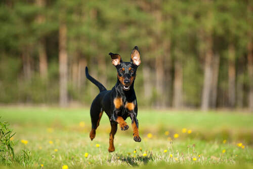 Pinscher nano che corre. Razze di cani energiche.