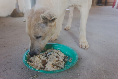 Cane che mangia per strada.