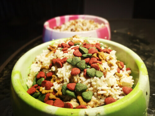 I carboidrati fanno male ai cani? Facciamo chiarezza