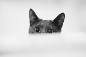 Pupille dilatate nei gatti: possibili cause