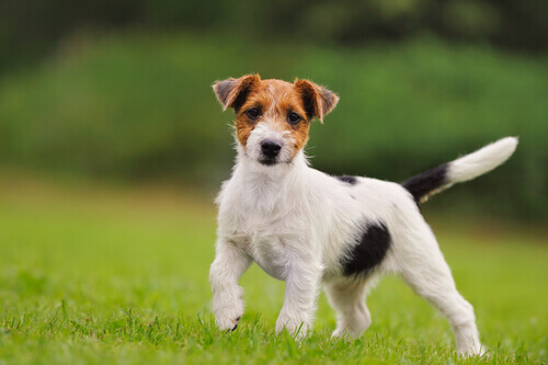 Jack russell.